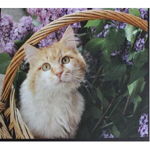 Cute Kittens 0123A 6 Block PANEL 100% Cotton Fabric, per 60cm Panel