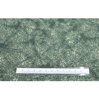 Cotton Fabric #5609.J, 110cm Wide Per Metre, BOTTLE GREEN Floral Sprigs