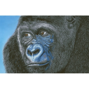 Diamond Dotz KIBALI WESTERN LOWLANDS GORILLA DD15.018, 5D Multi Faceted Diamond Painting Kit